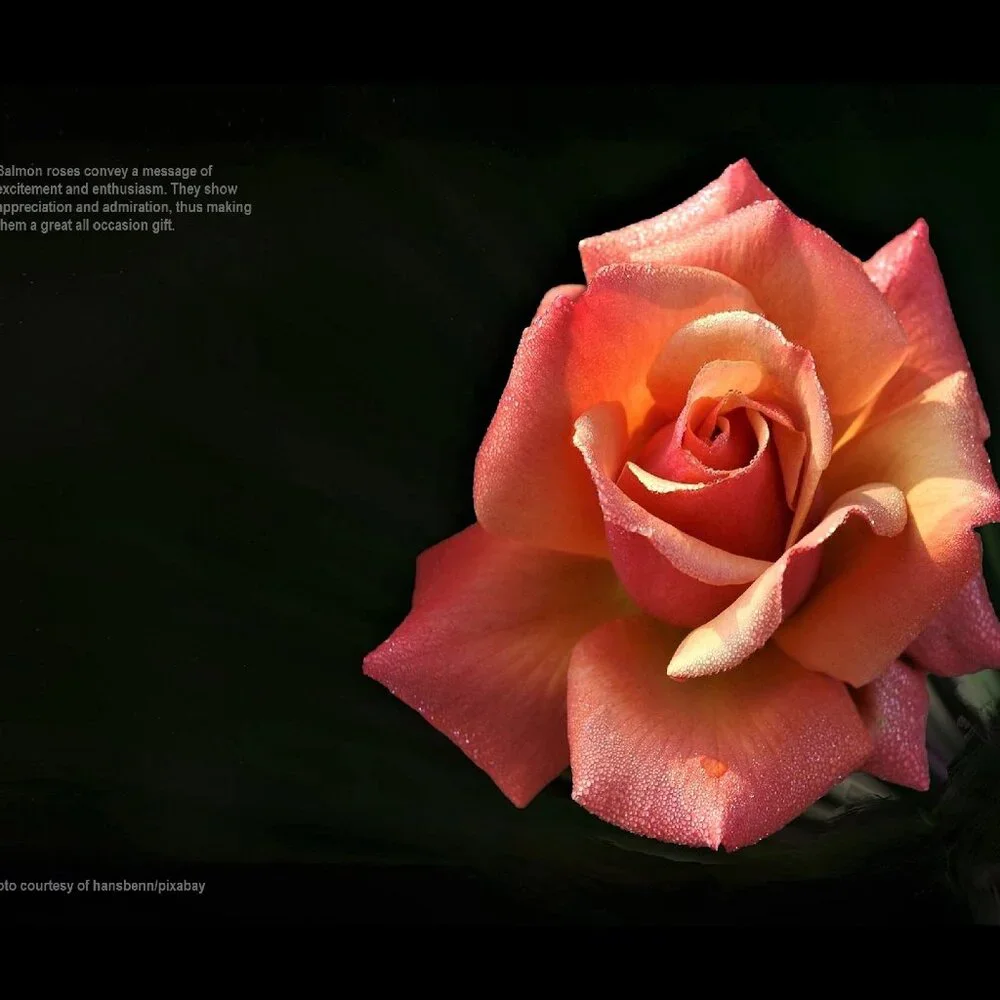 2027 Rose Calendar Beautiful Flower Photography Floral Garden Wall Calendar Gift
